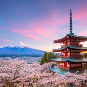 Cherry Blossom Season in Japan